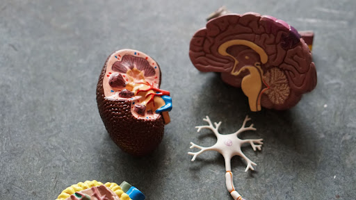 Psychology Revision and Notes Model of the Brain broken apart StudySmarter