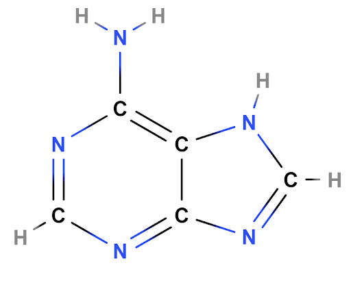 Organic Chemistry, adenine base DNA, StudySmarter